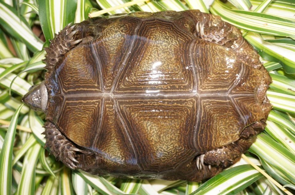 Northern Mountain Tortoise, Manouria emys phayrei Plastrons